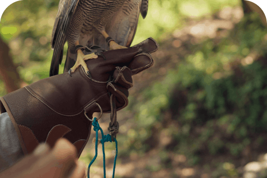 صناعة الدس (القفاز)